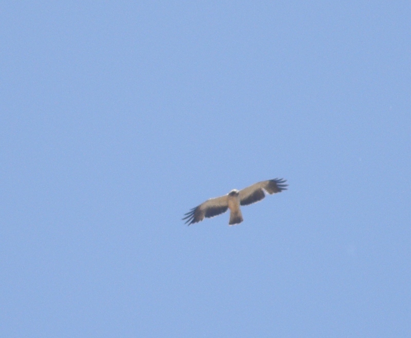 Küçük Kartal