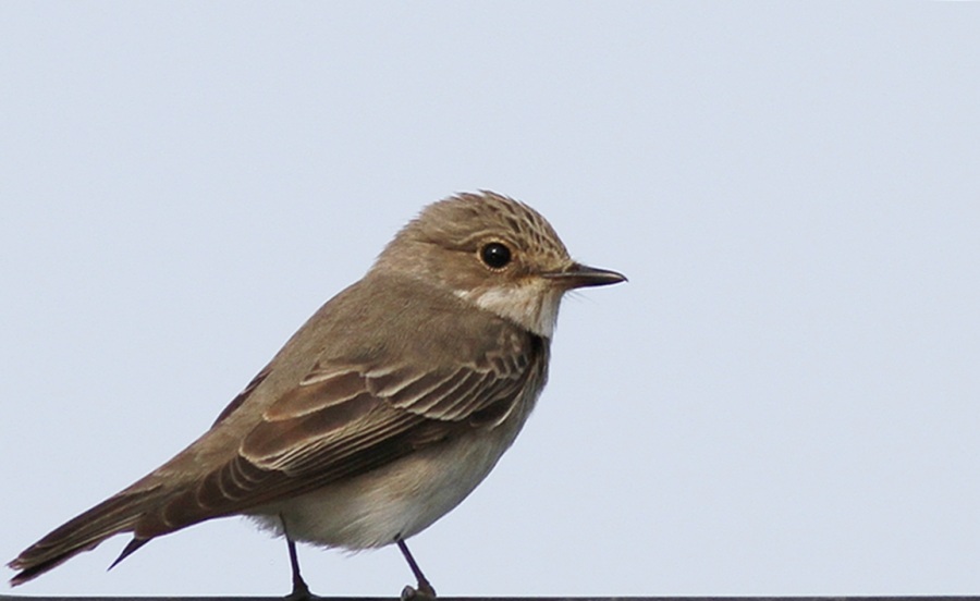 Benekli Sinekkapan