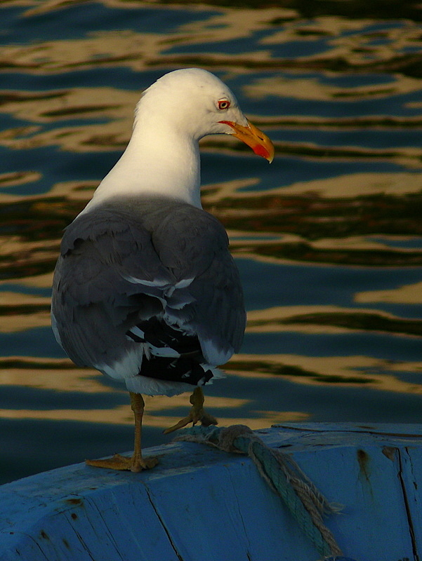 Yellow-legged Gull