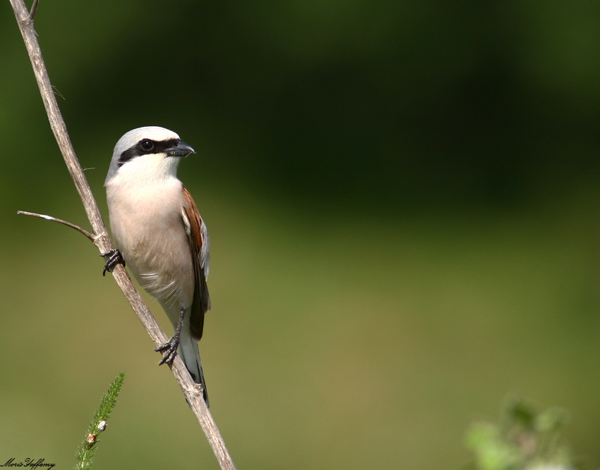Red-backed Shrike