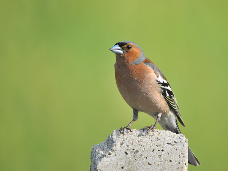 Common Chaffinch