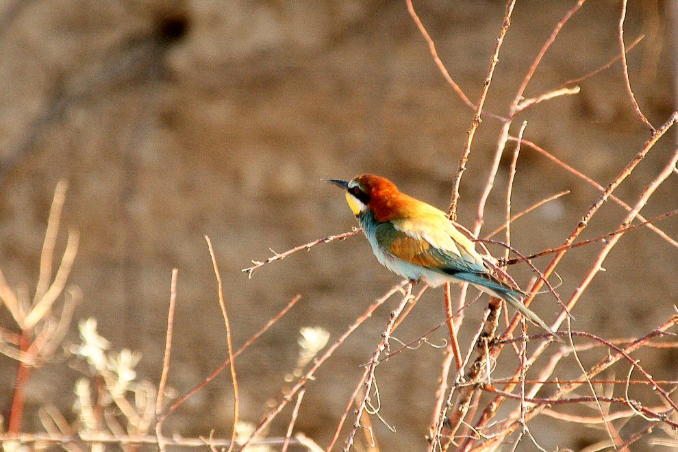 European Bee-eater