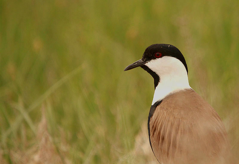 Spur-winged Lapwing