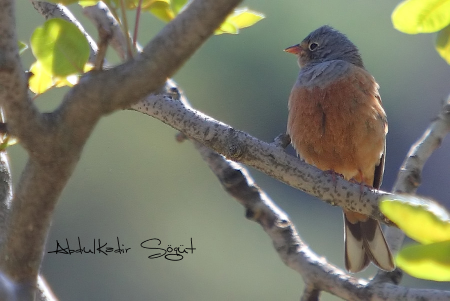 Cretzschmar`s Bunting