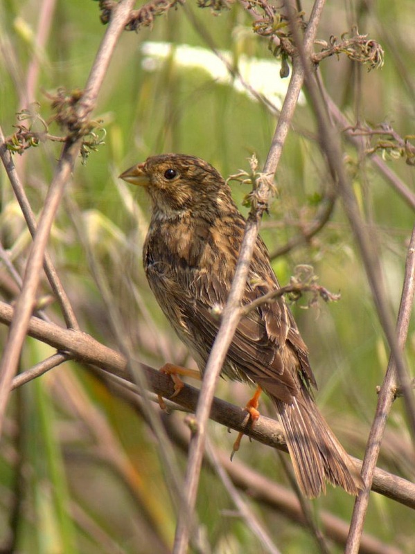 Corn Bunting