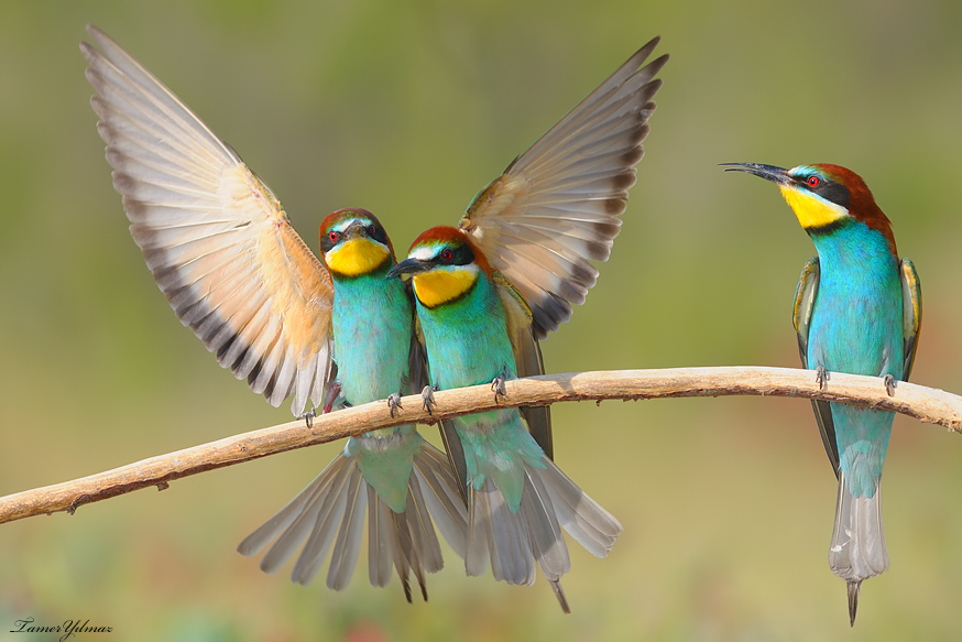 European Bee-eater