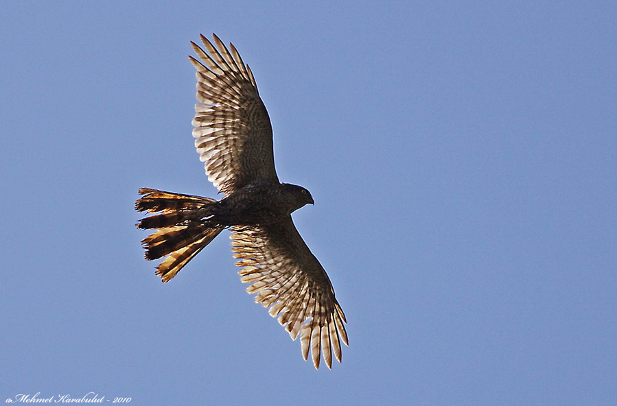 Eurasian Sparrowhawk