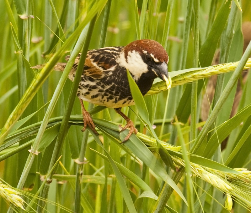 Spanish Sparrow