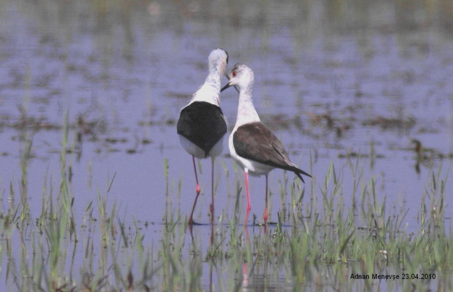 Black-winged Stilt