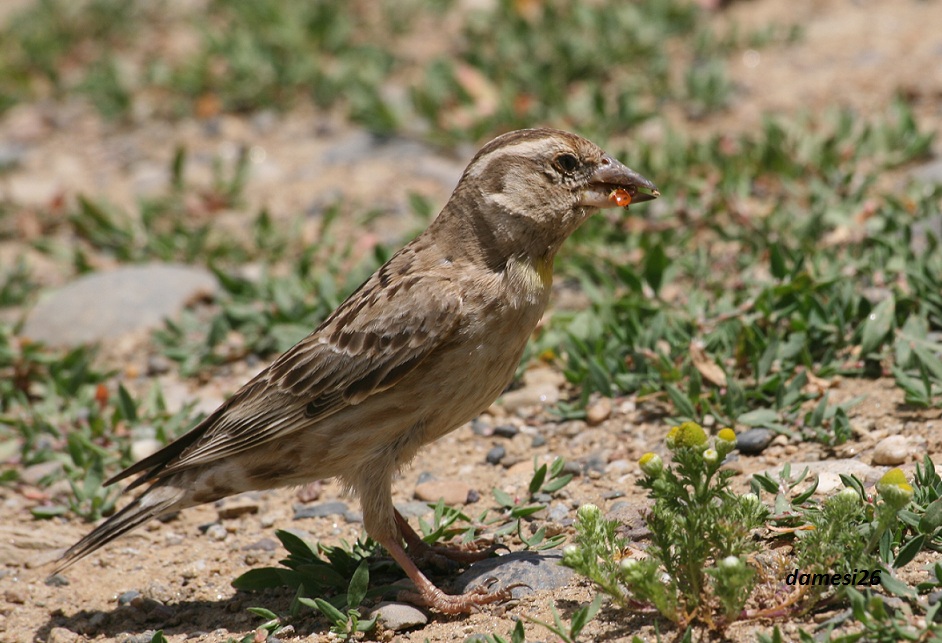 Rock Sparrow