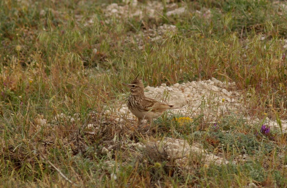Crested Lark