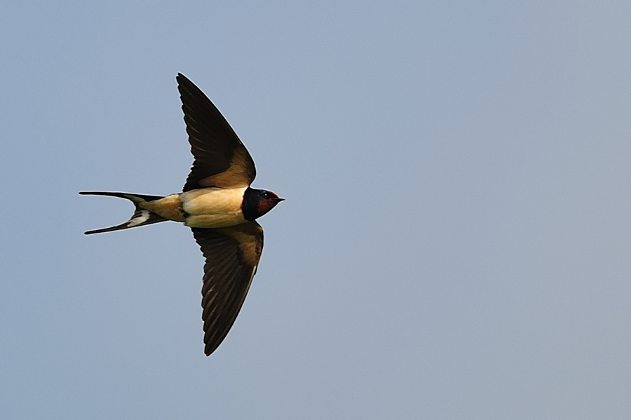 Barn Swallow