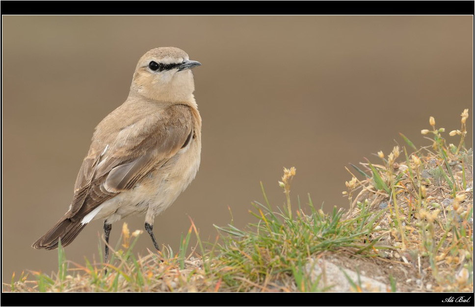 Isabelline Wheatear