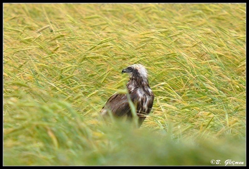 Western Marsh Harrier