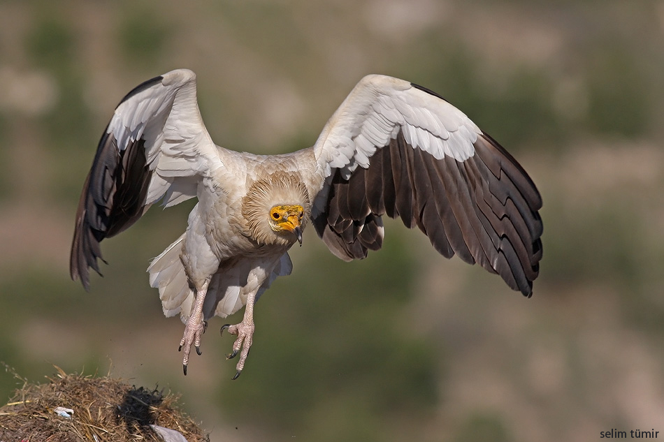Egyptian Vulture