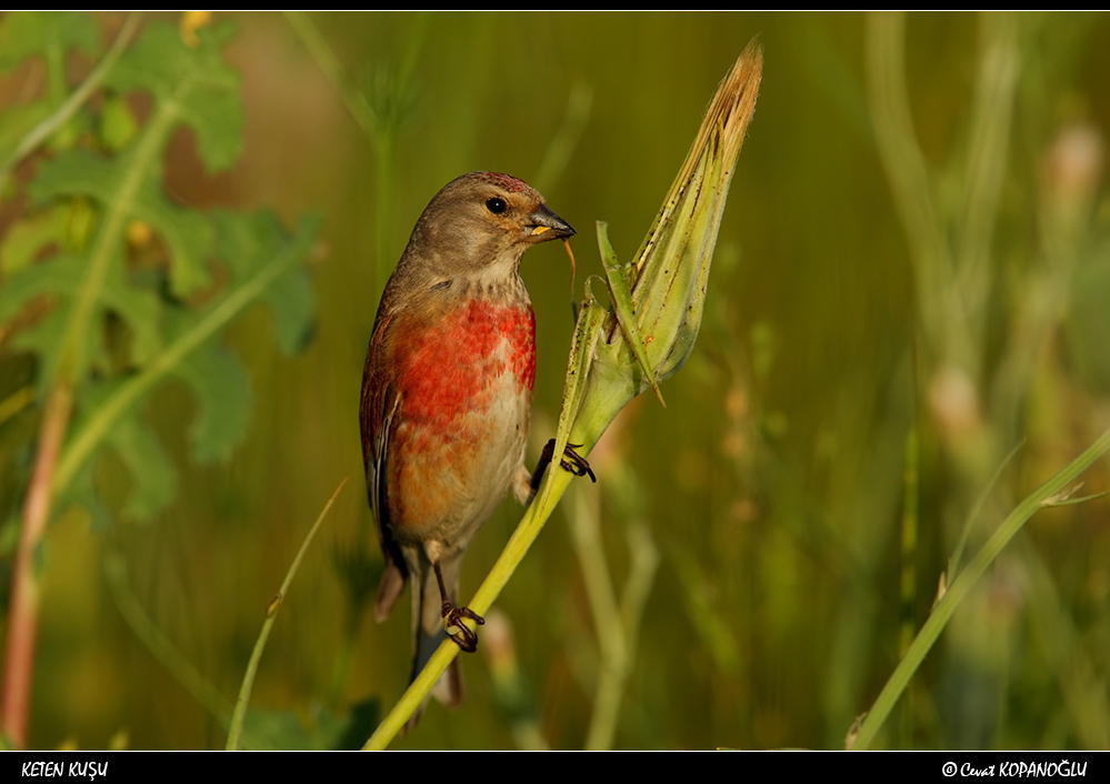 Common Linnet