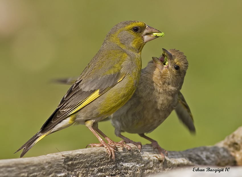 European Greenfinch