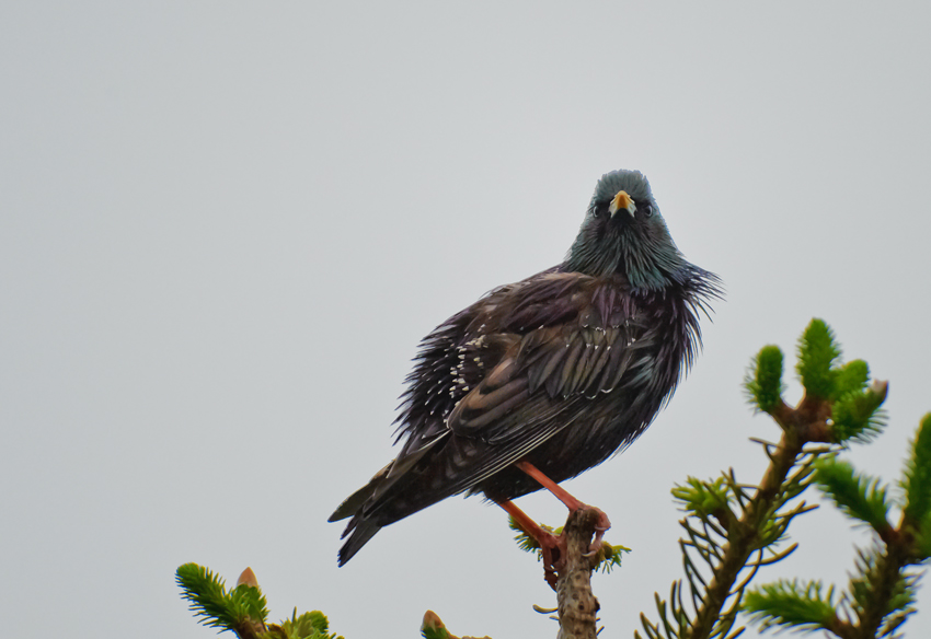 Common Starling