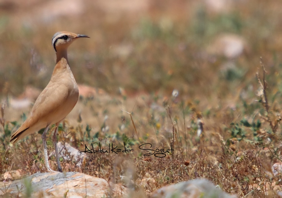 Cream-colored Courser