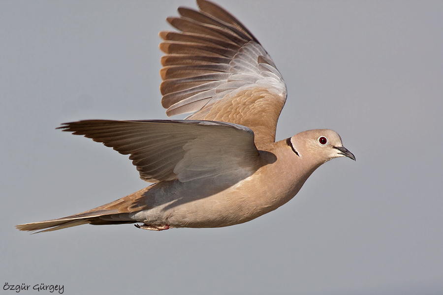 Eurasian Collared Dove