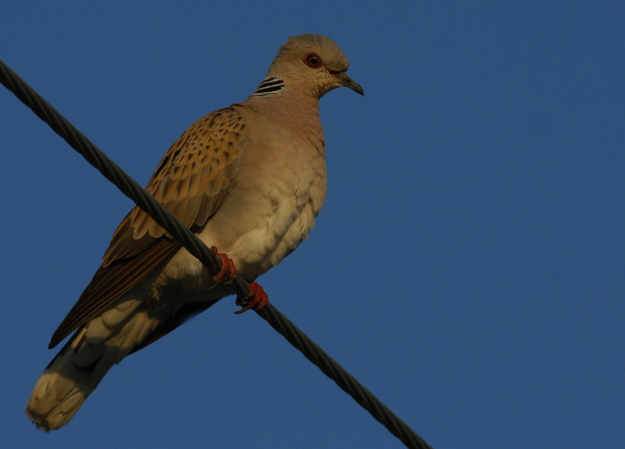European Turtle Dove