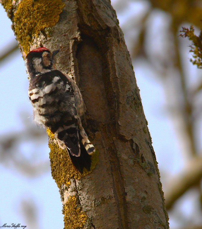 Lesser Spotted Woodpecker