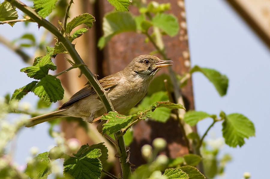 Common Whitethroat