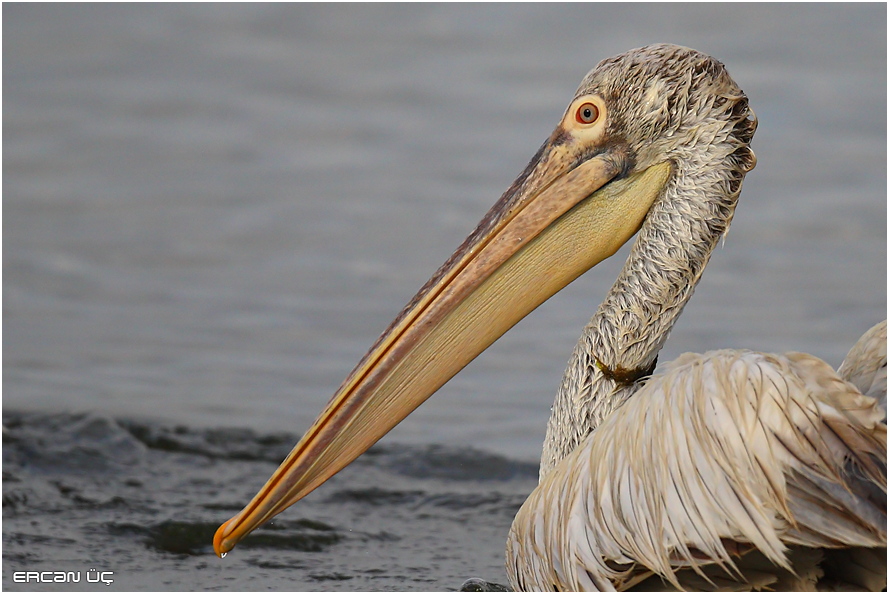 Dalmatian Pelican
