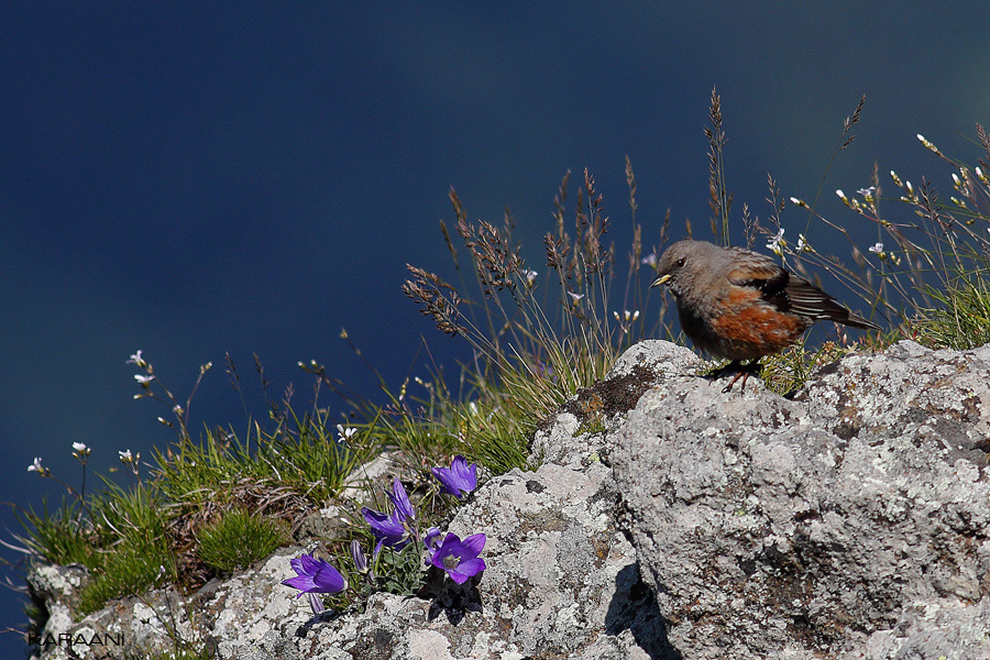 Alpine Accentor