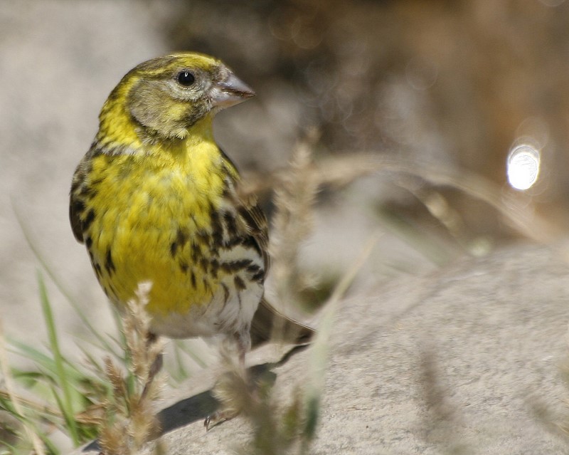 European Serin