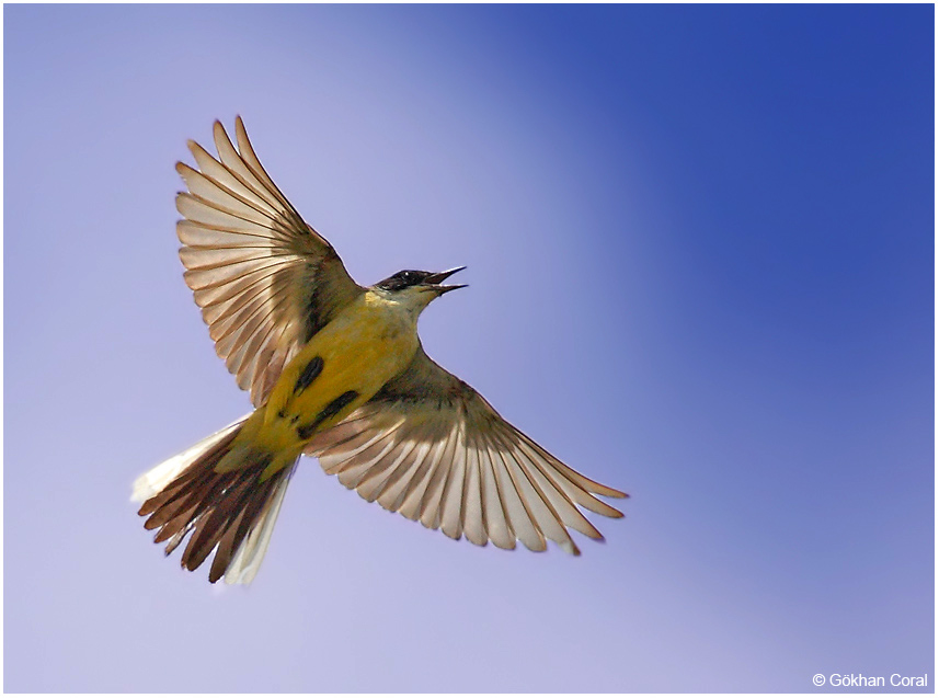 Western Yellow Wagtail