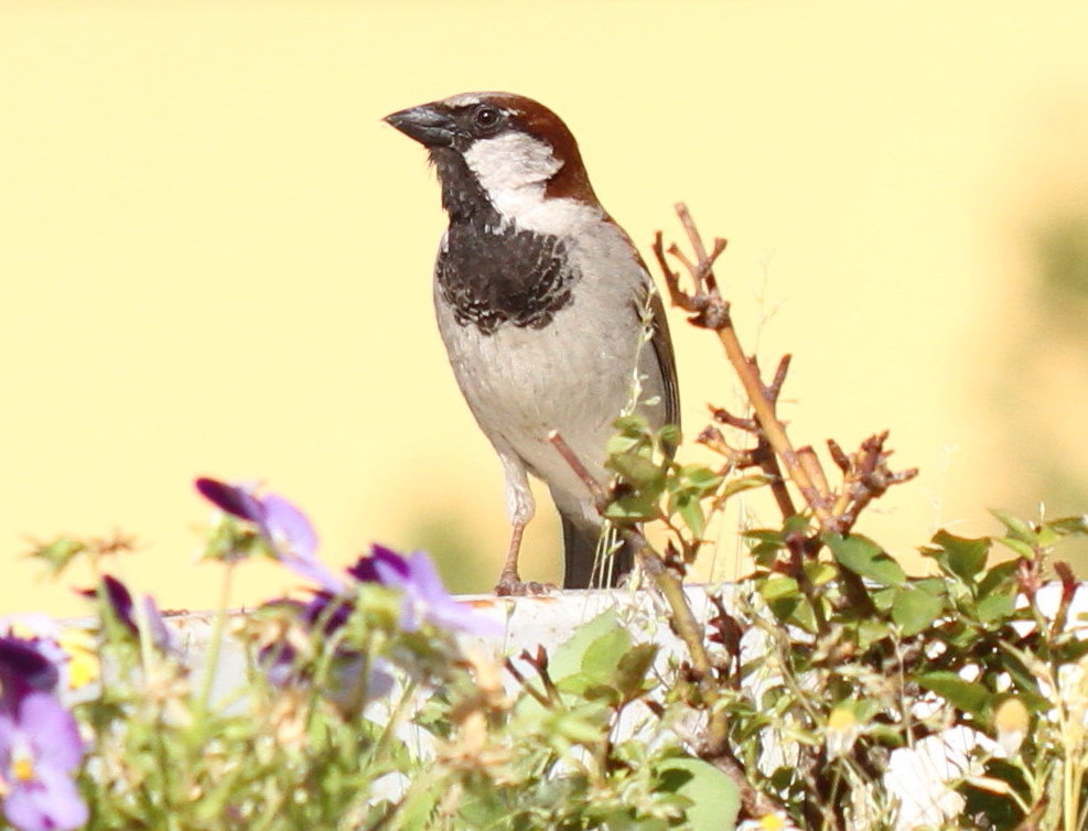 House Sparrow