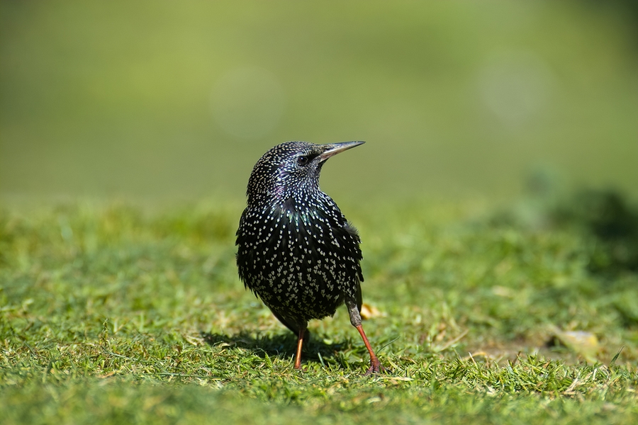 Common Starling
