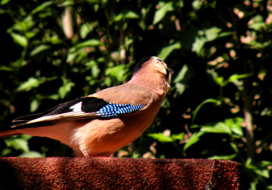 Eurasian Jay