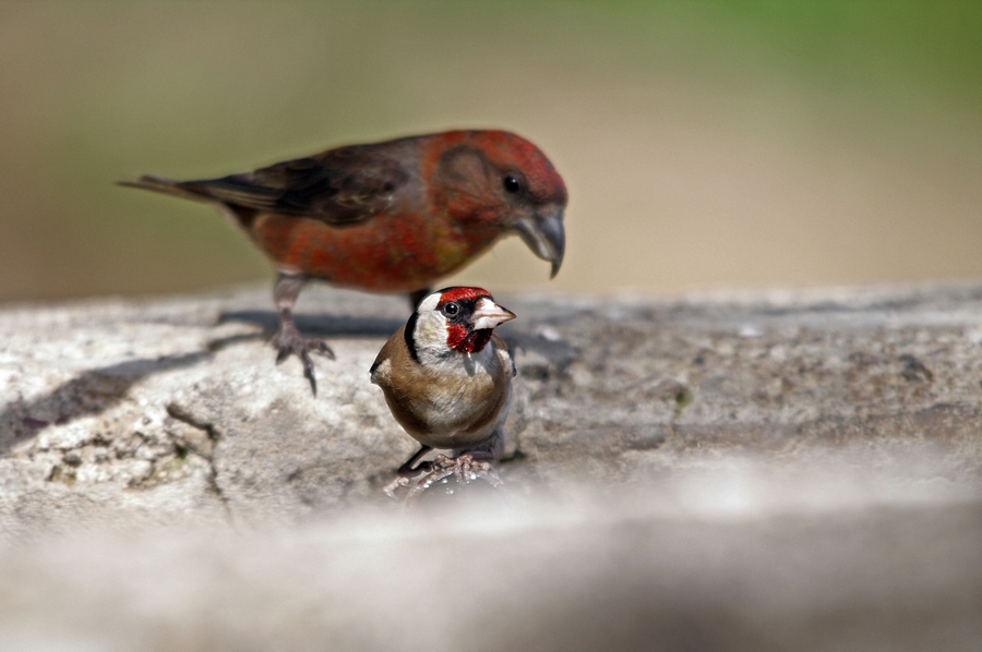 European Goldfinch