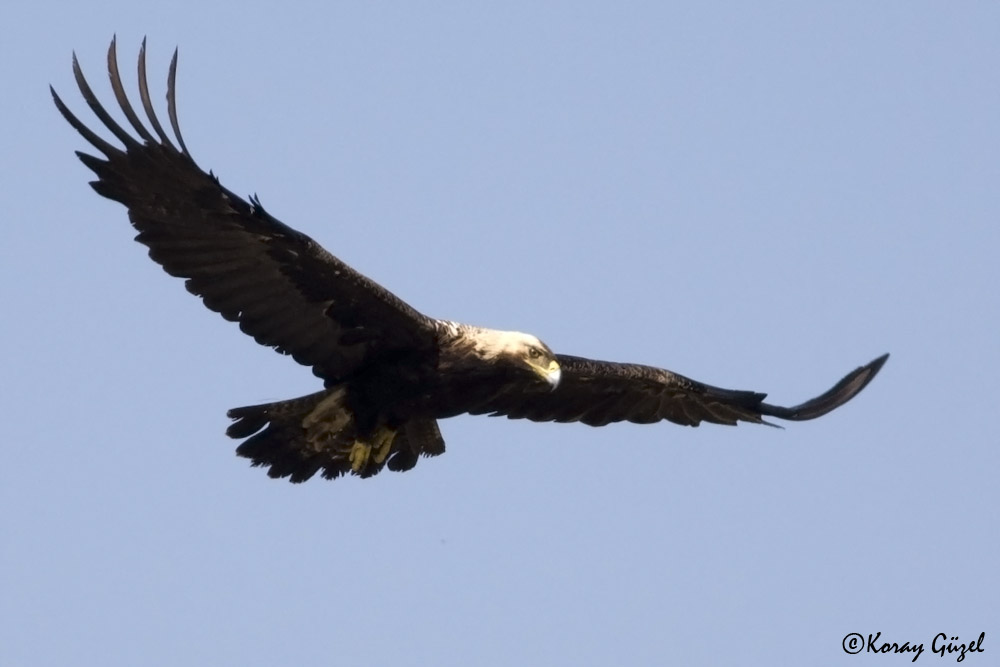 Eastern Imperial Eagle