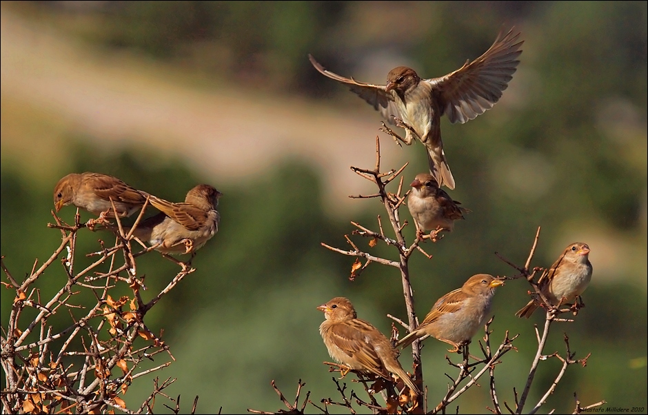 House Sparrow