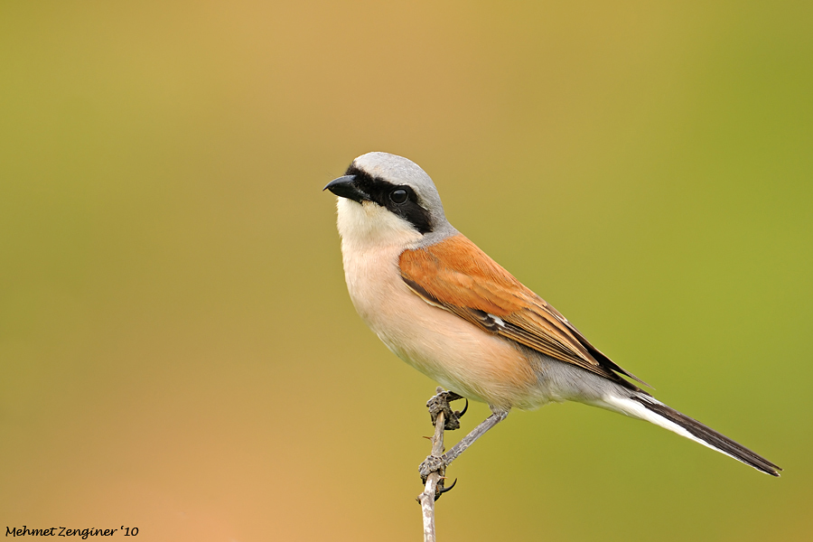 Red-backed Shrike