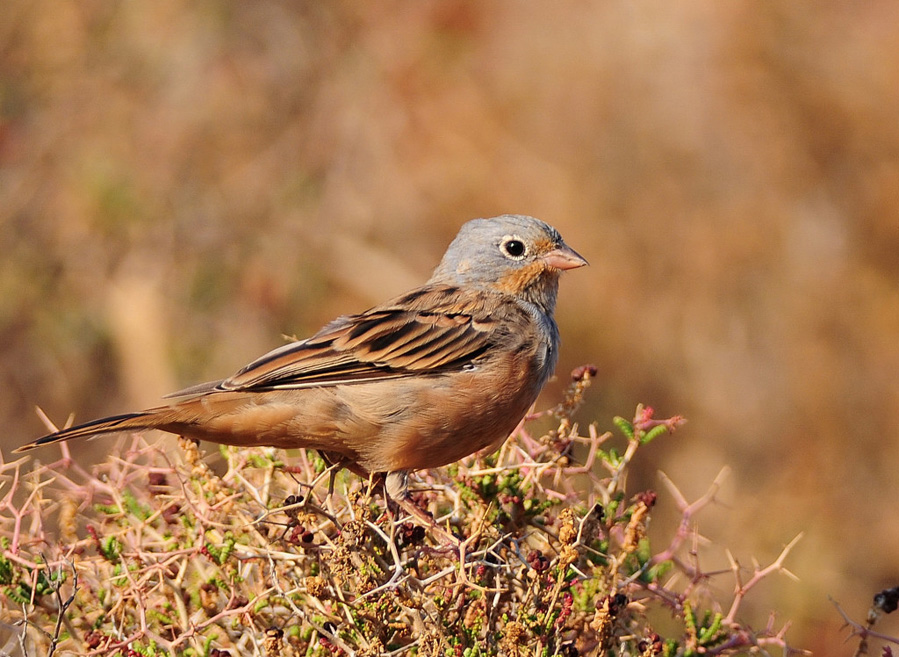 Cretzschmar`s Bunting