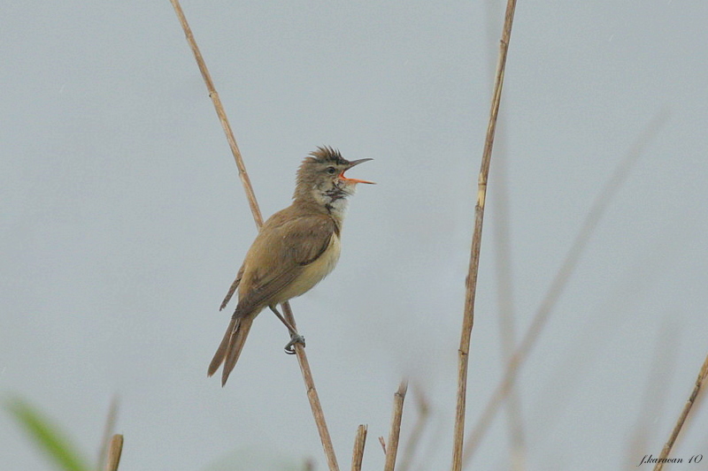 Great Reed Warbler