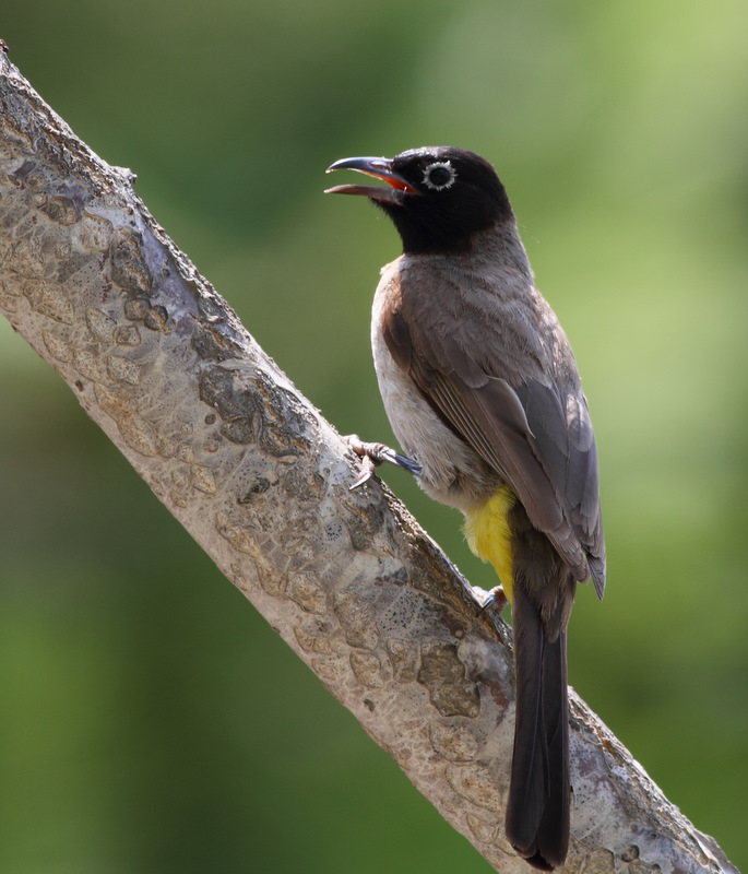 White-spectacled Bulbul