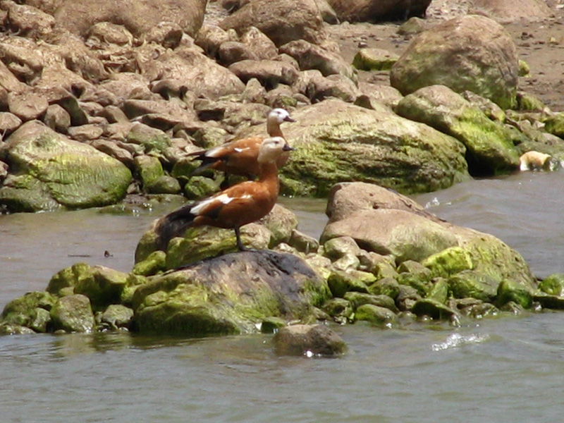 Ruddy Shelduck