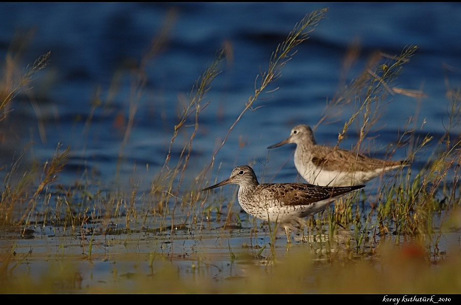 Common Greenshank