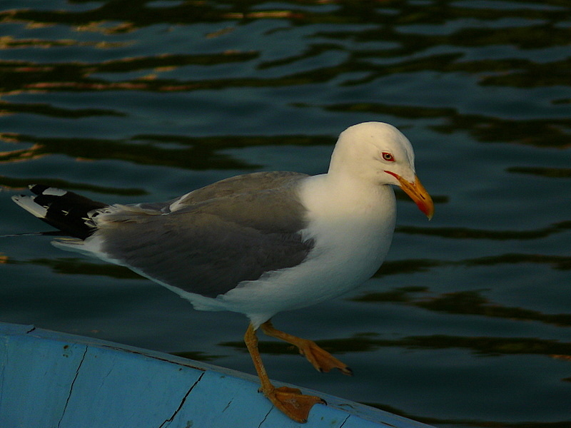 Gümüş Martı