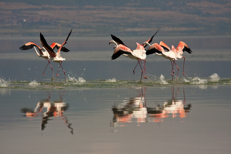 Greater Flamingo