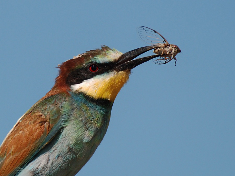 European Bee-eater