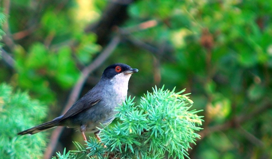 Sardinian Warbler