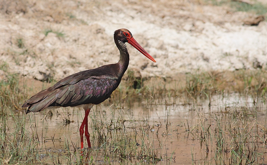 Black Stork