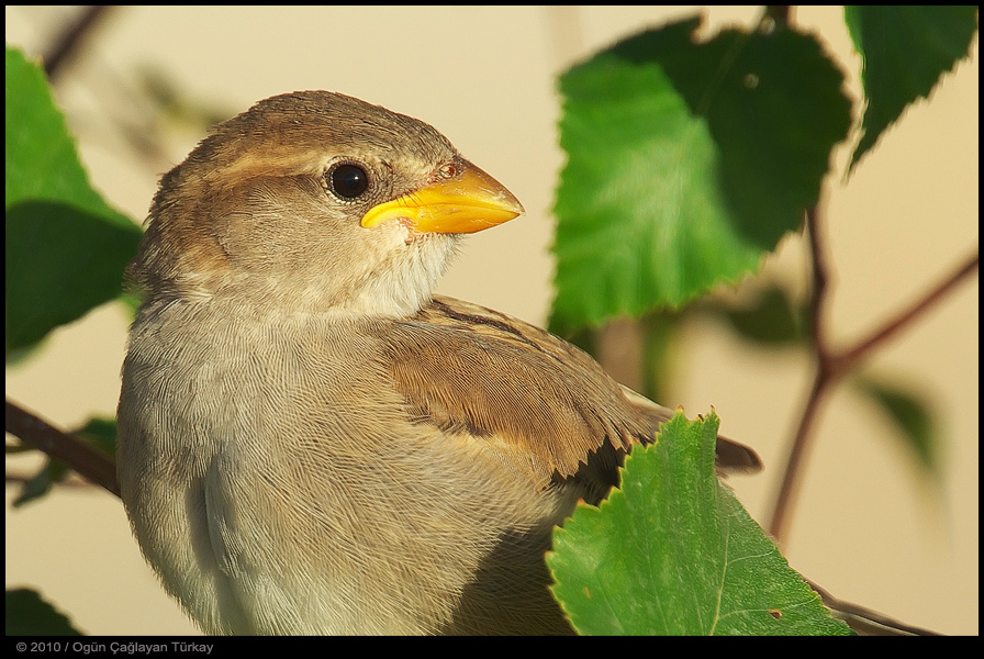 Spanish Sparrow