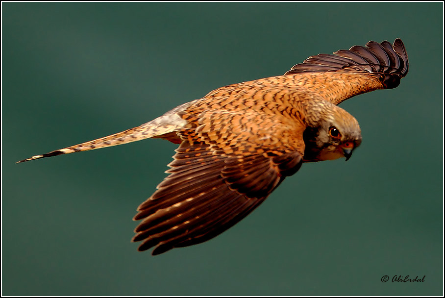 Lesser Kestrel
